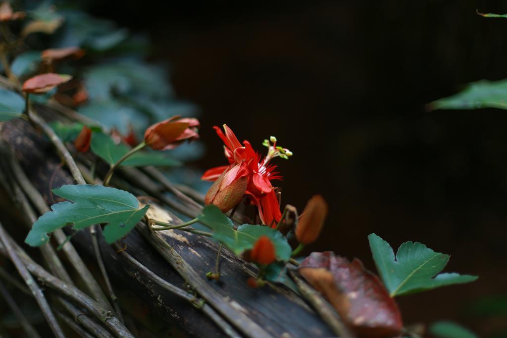 Greenspaces B&B มุนนาร์ ภายนอก รูปภาพ