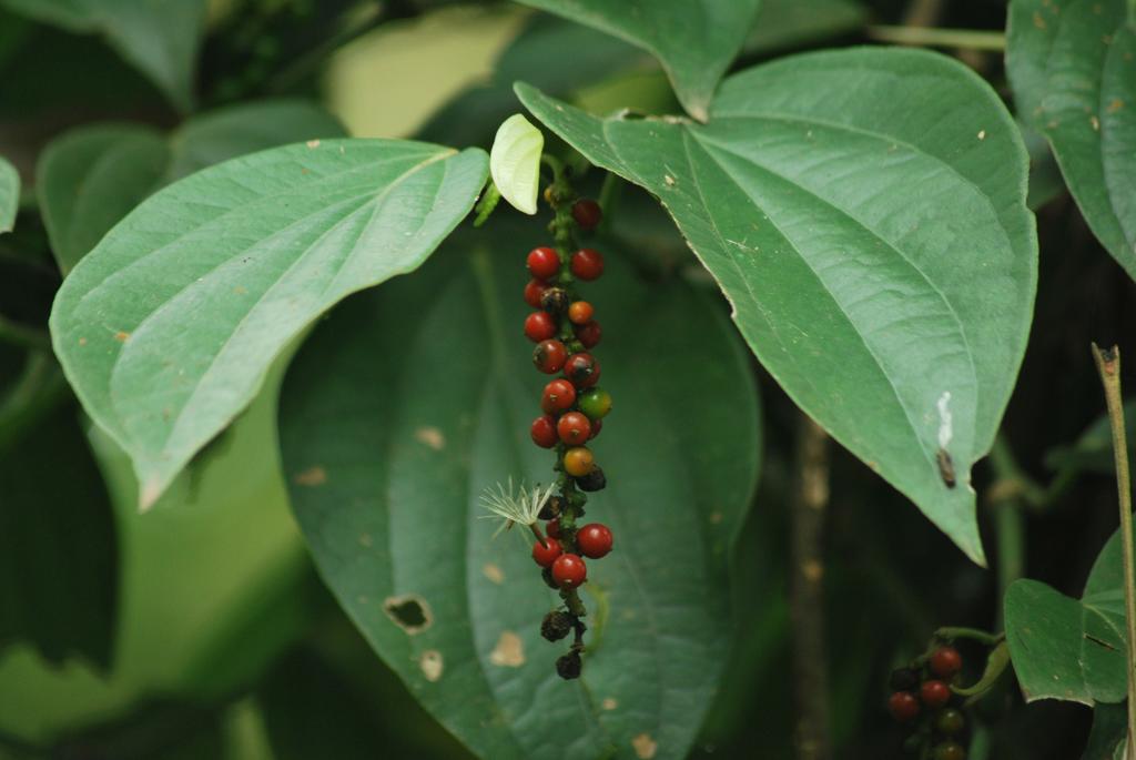Greenspaces B&B มุนนาร์ ภายนอก รูปภาพ