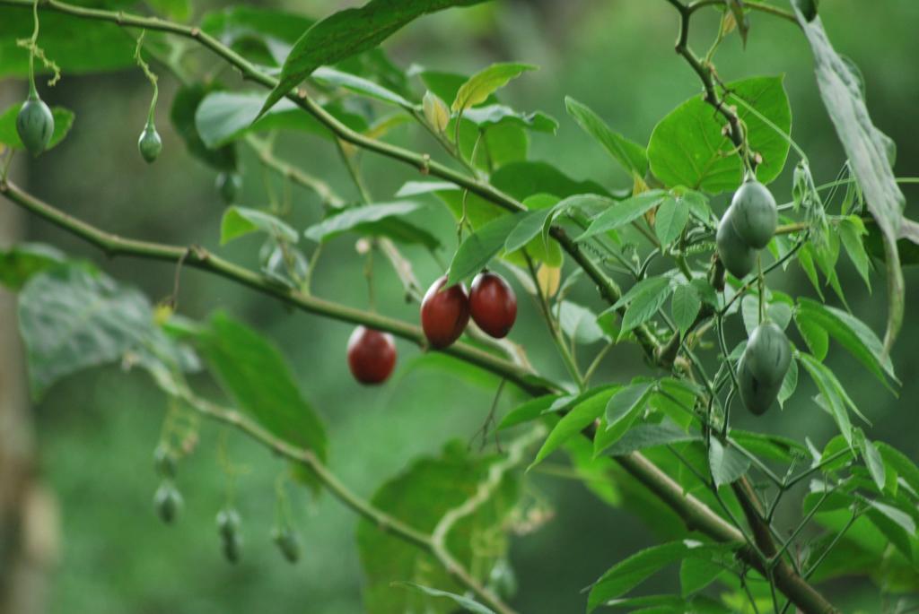 Greenspaces B&B มุนนาร์ ภายนอก รูปภาพ